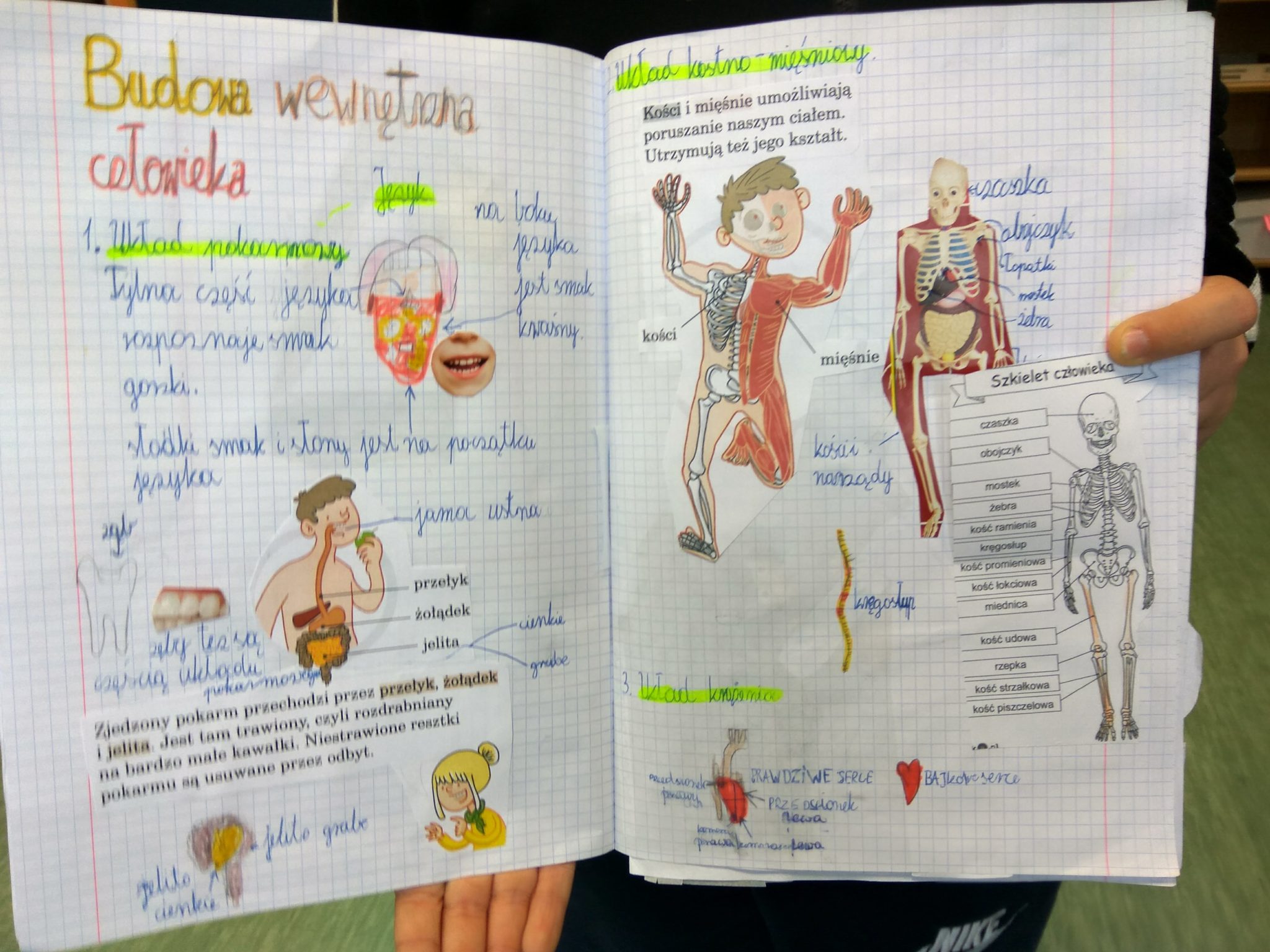 Budowa wewnętrzna człowieka – Niepubliczne Szkoły KANA
